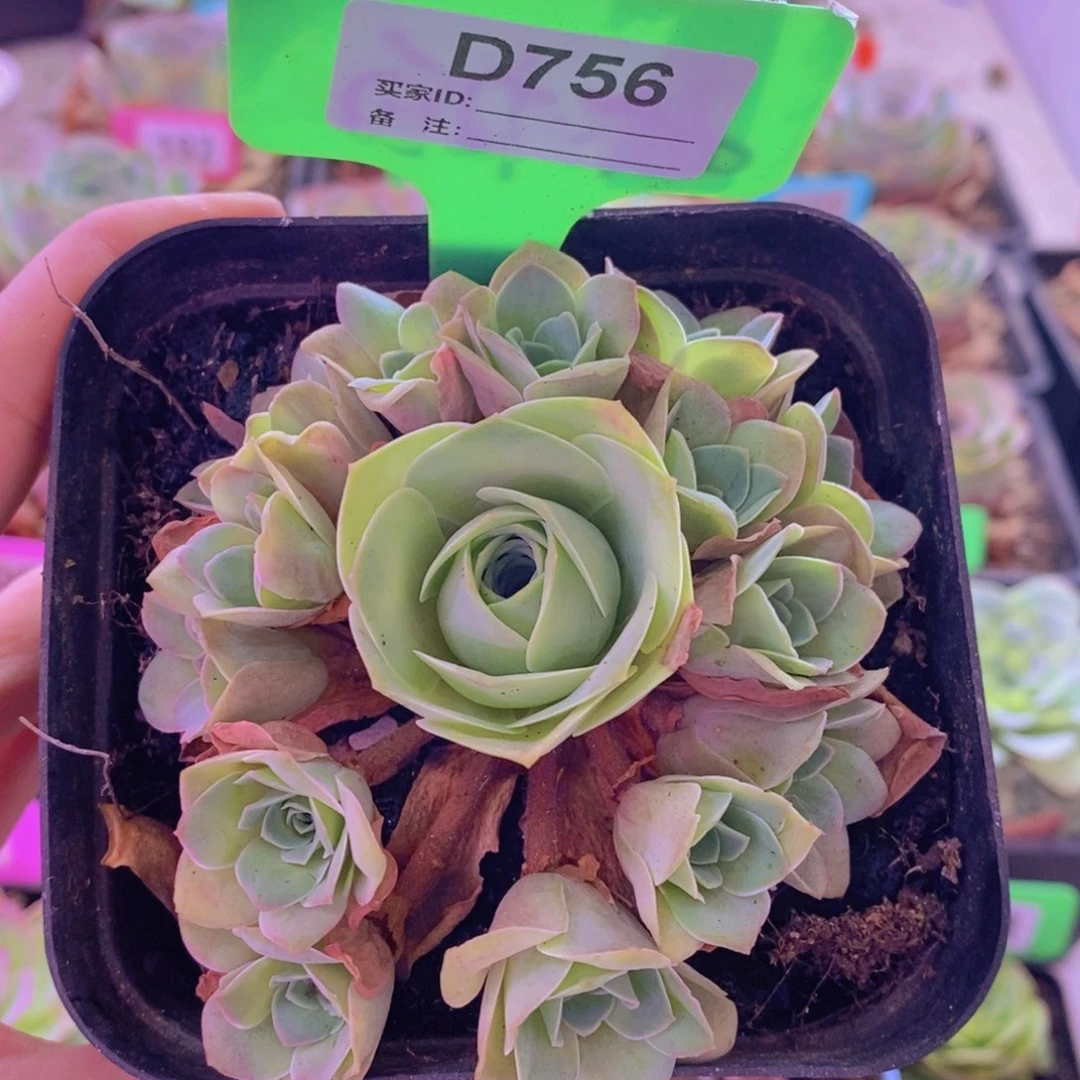 山地玫瑰一物一拍清秋756