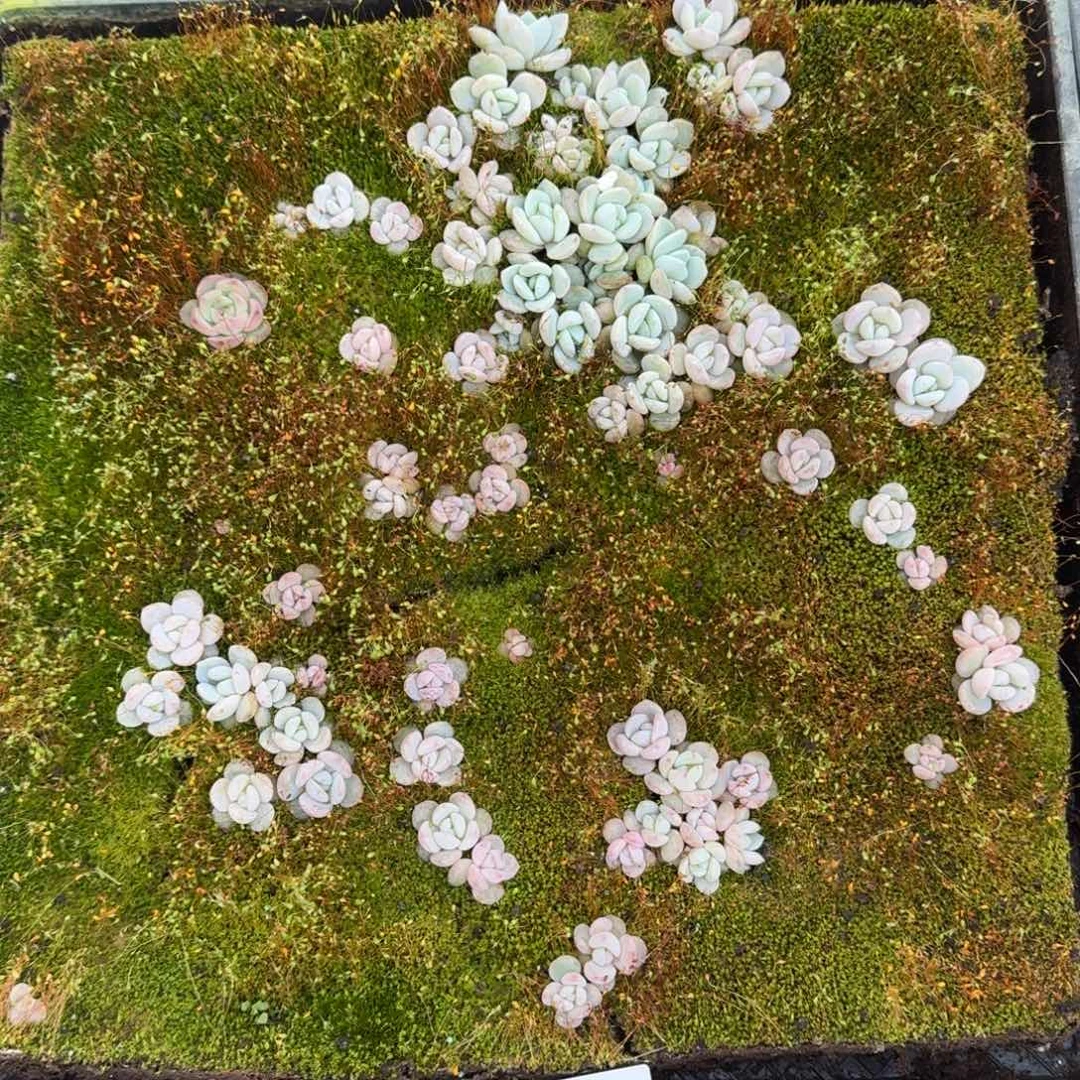 多肉杂交一物一拍9-45不带筐