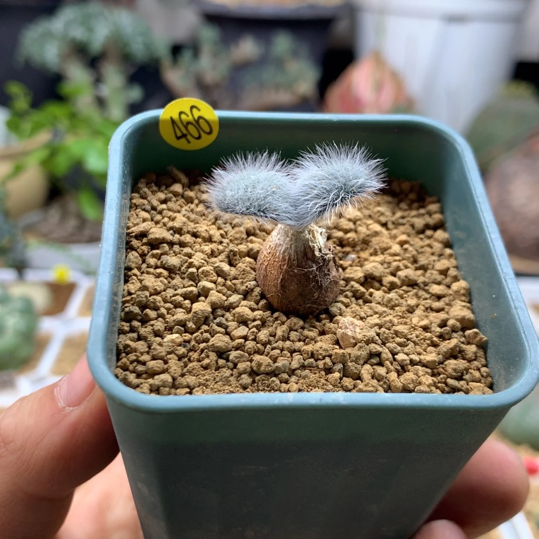 毛叶石蒜1.4cm带盆