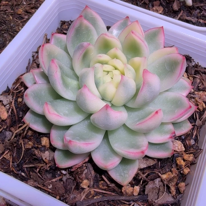 白月光锦多肉植物