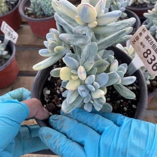 836一一一一一一一一一