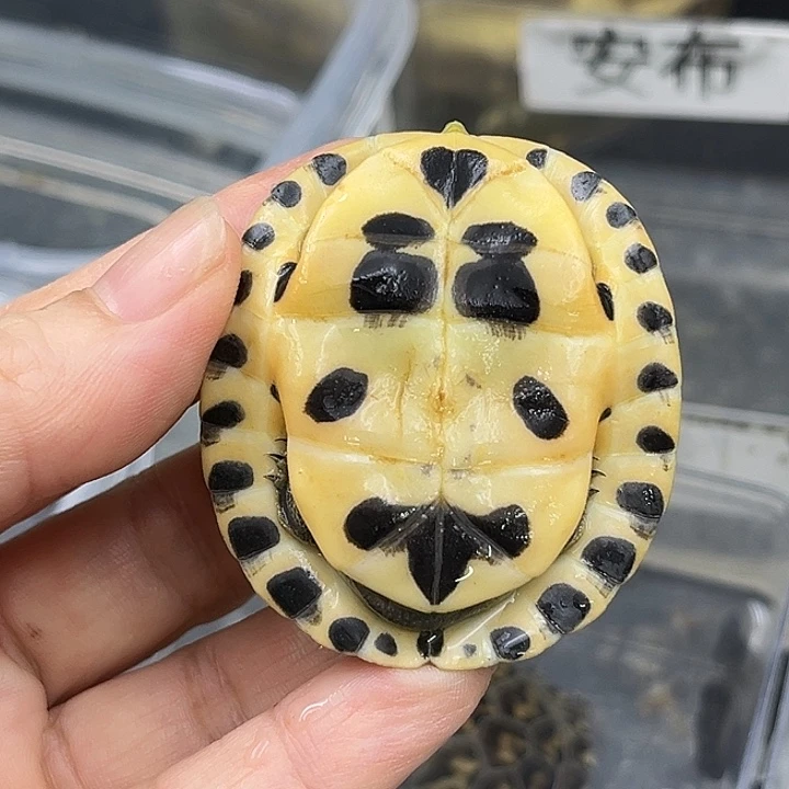 白色蚕宝宝龟龟龟龟龟龟龟龟龟龟