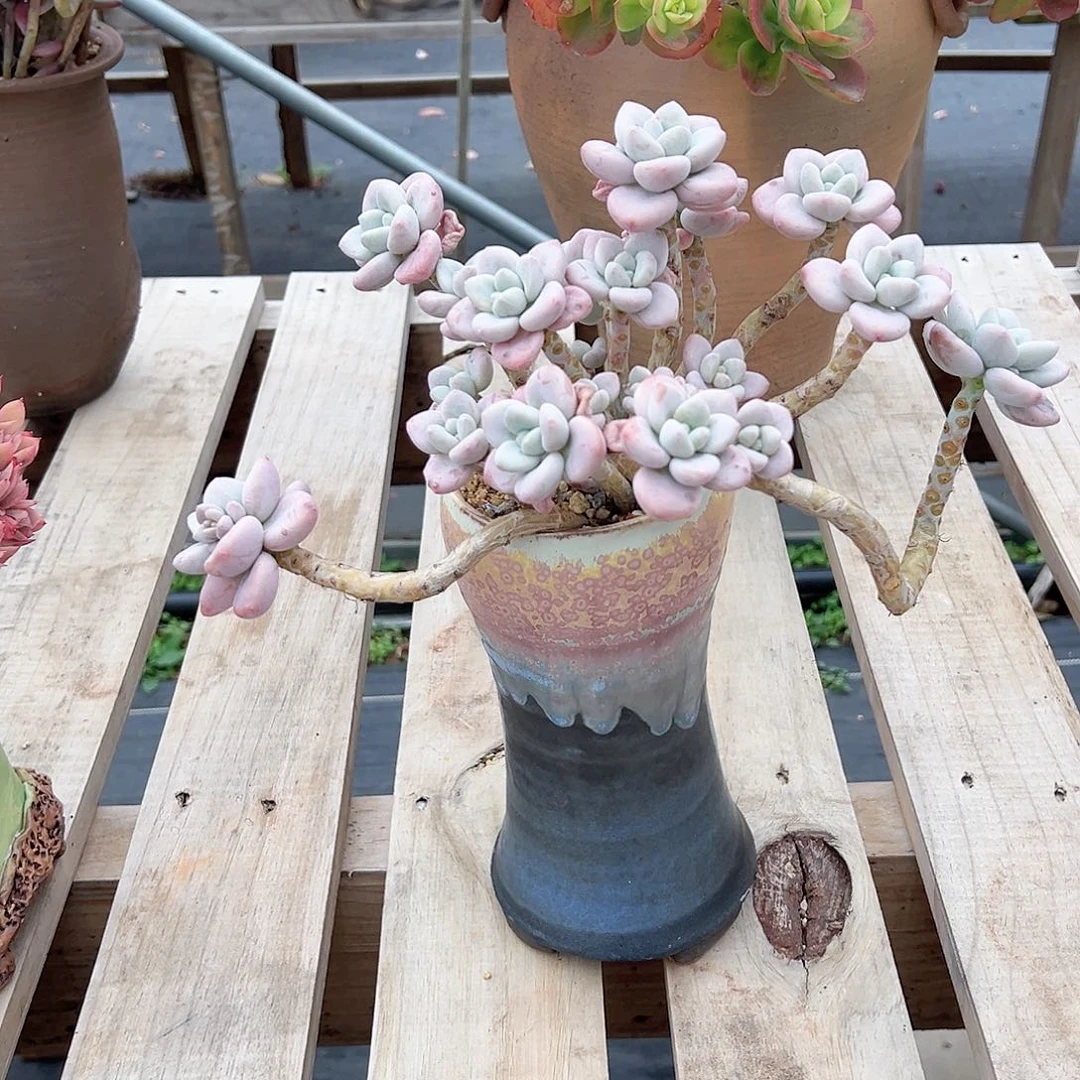 小***头洛神多肉植物脱土