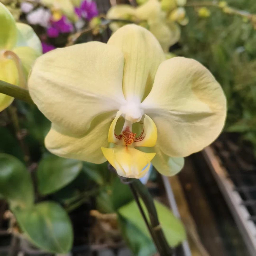 蝴蝶兰【芳美神话】带花发货室内高端花卉绿植观赏佳品