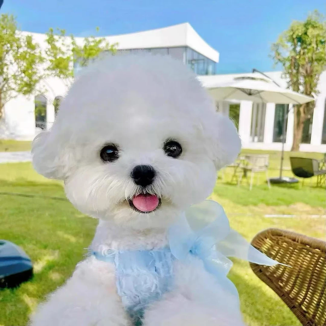 [自选纯种小型犬] 幼犬比熊博美泰迪宠物活体D