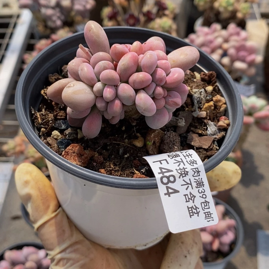 ?***?腰子桃蛋484/6c m