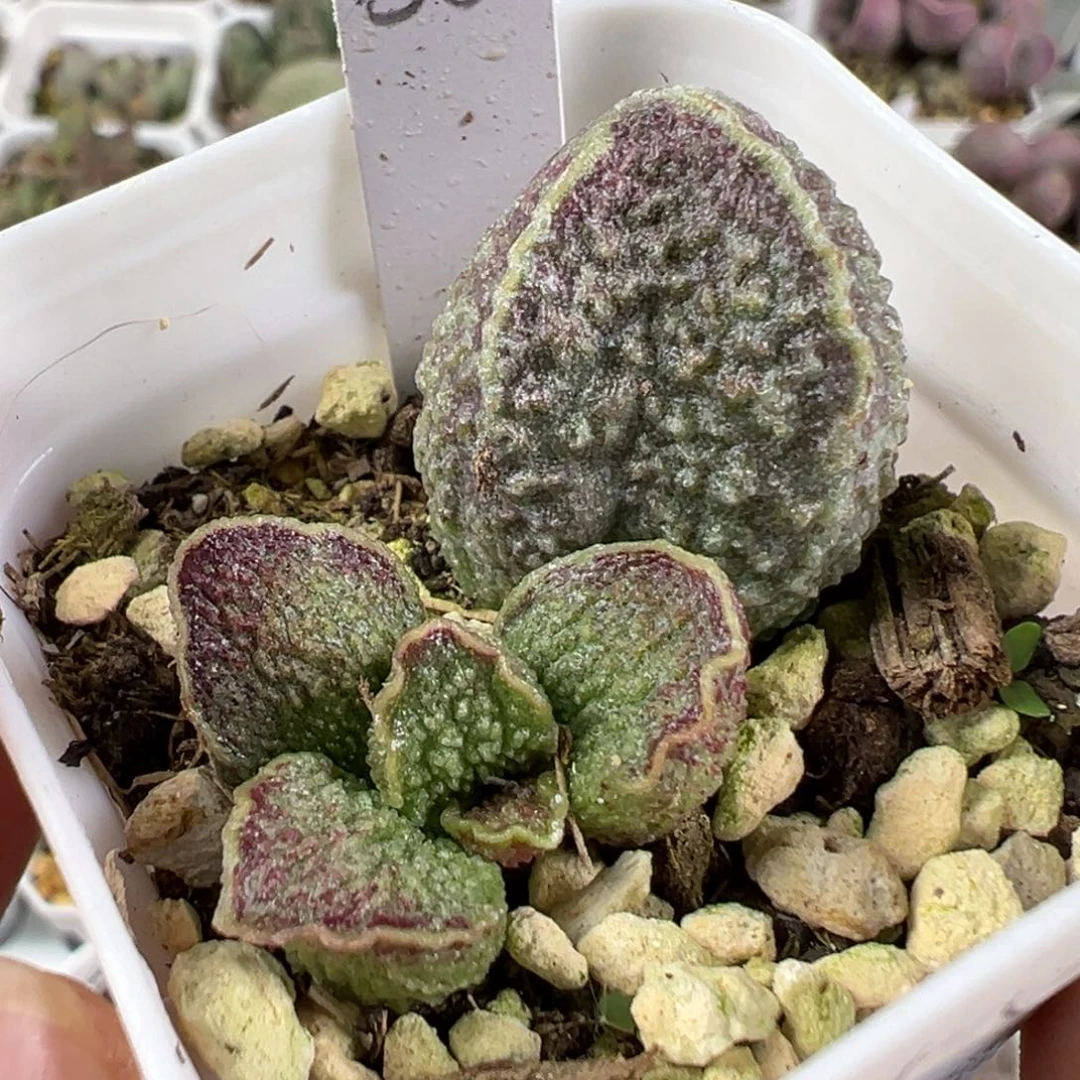 w花朵造型颗粒款实生新品