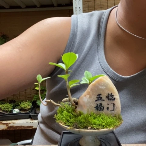 红陶伊*一物一拍所见即所得192