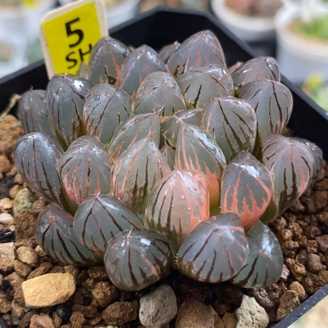 5霓虹灯玉露锦一物一拍