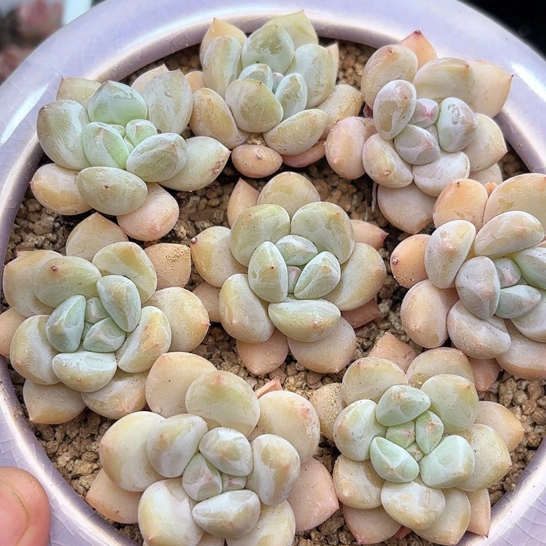 如图品质 21颗香橙 新疆西藏内蒙不发货