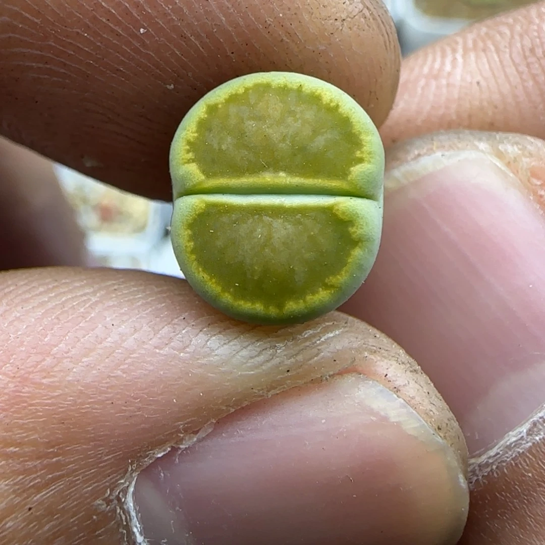 131 生石花大棚直播