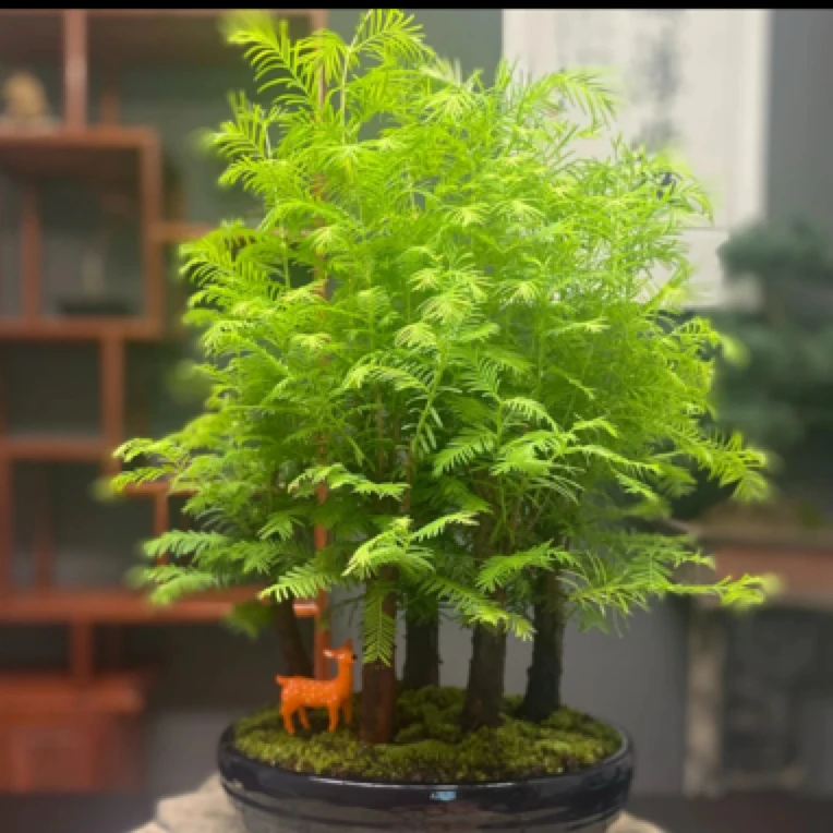 水杉室内好养美观观叶造型适合客厅书房的绿植盆景