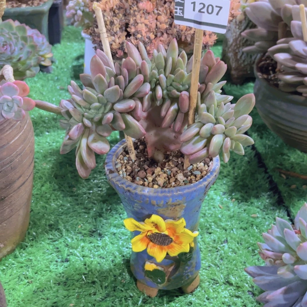 桃花源缀多肉植物1207