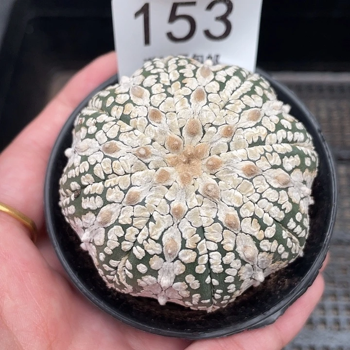 153浓白超兜仙人球植物