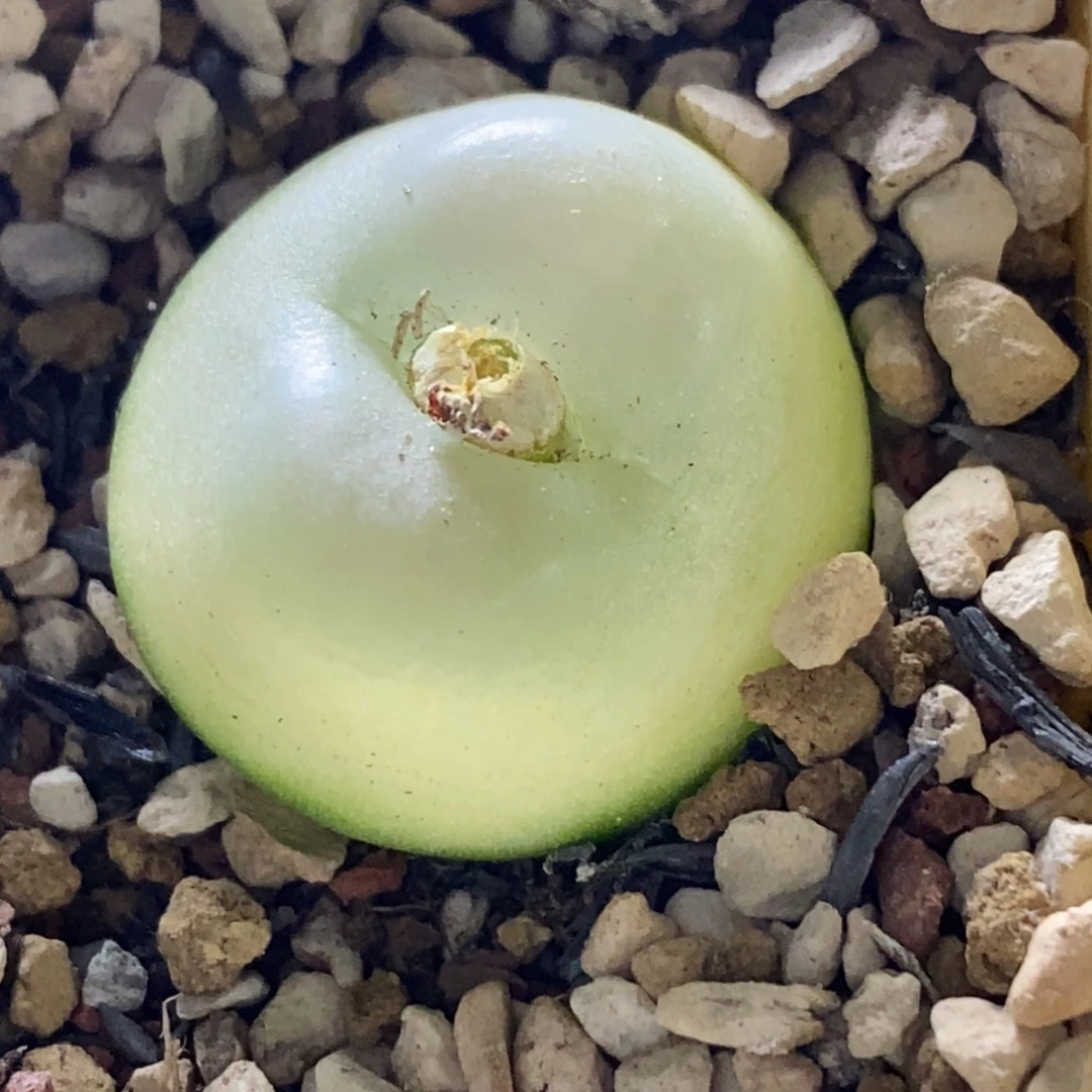 你****635/羊脂玉窗登登子