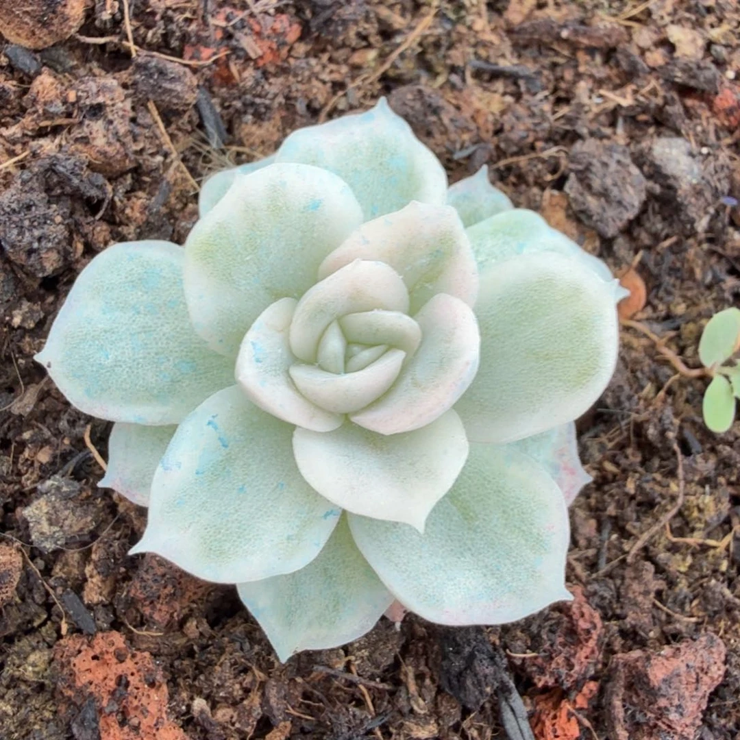 雪球锦腹欧你锦潜力股