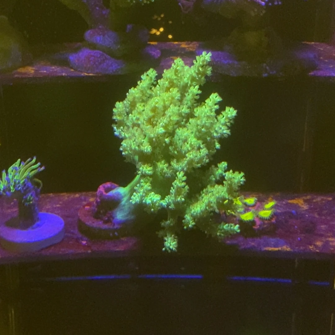 纽扣珊瑚一物一拍