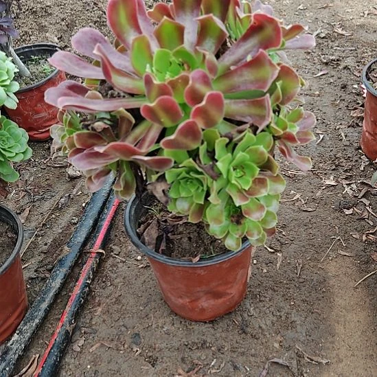 欧紫法师加急发货24