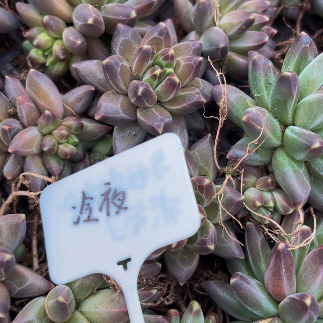 6颗大小不等冷夜好好