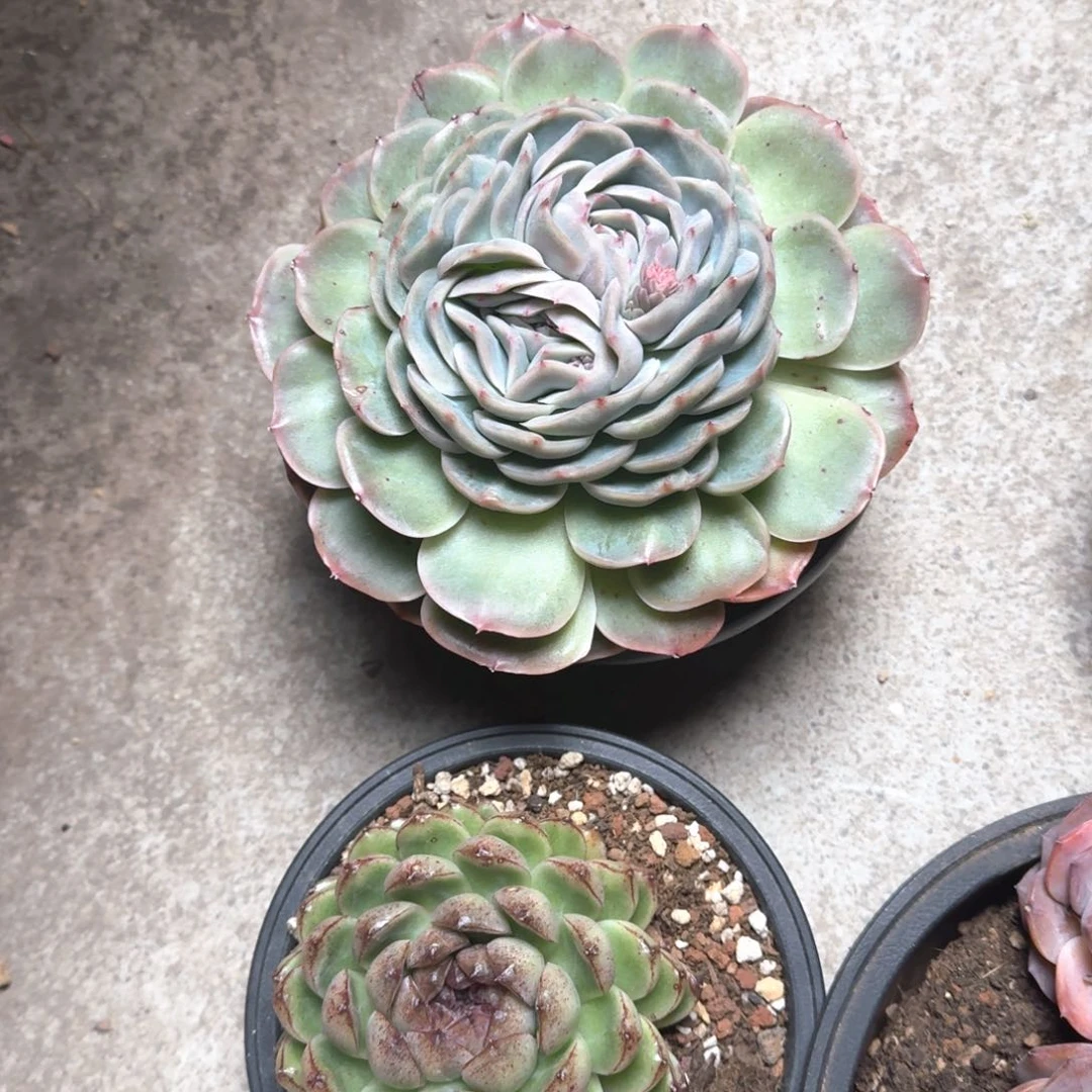 专拍链接多肉精品