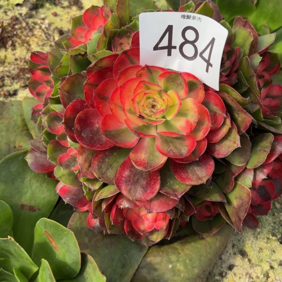 哈哈多肉葡萄福利484