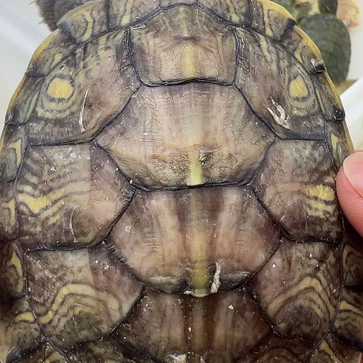 绿毛龟母巴西龟11111