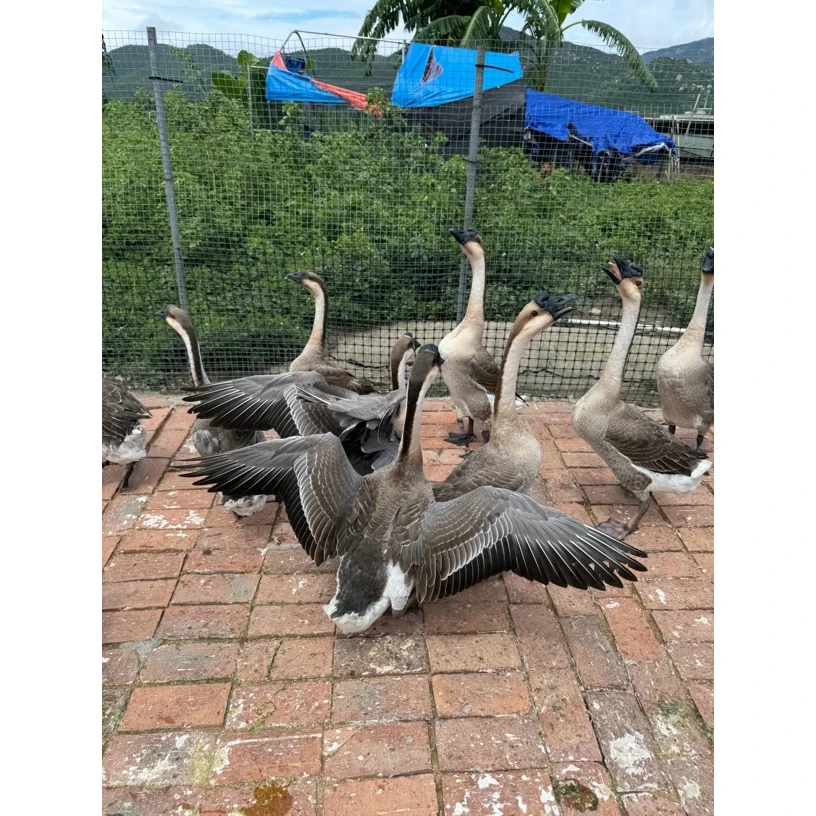 台山黑棕鹅大鹅-毛重8.5斤-120天