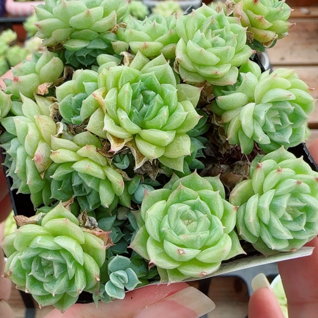花语逸镜0915-47整圆脸