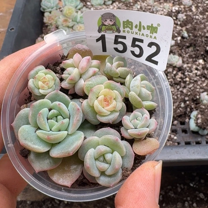 多肉植物多肉植物