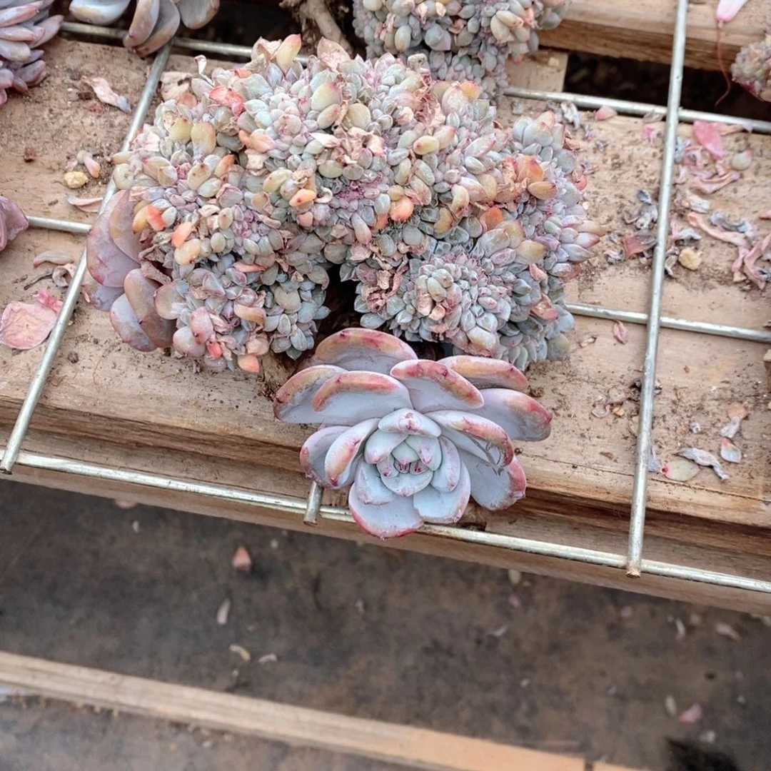 ****e突尼斯石榴籽呀呀呀呀