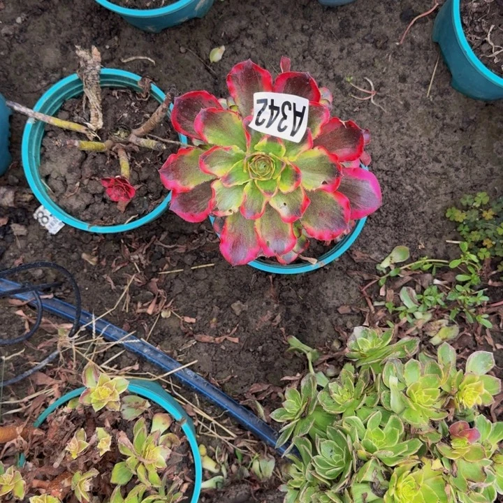魅影花25-46包邮花花