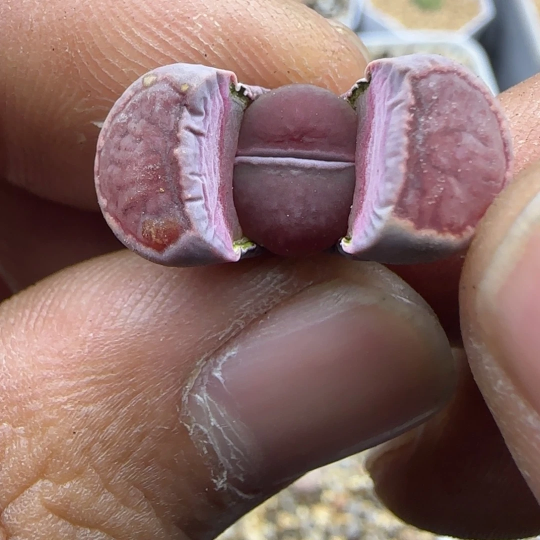 *****七七生石花大棚直播