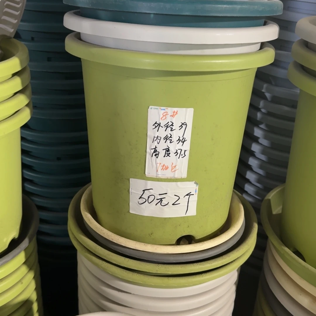 四季8#口径39无拖果绿5个