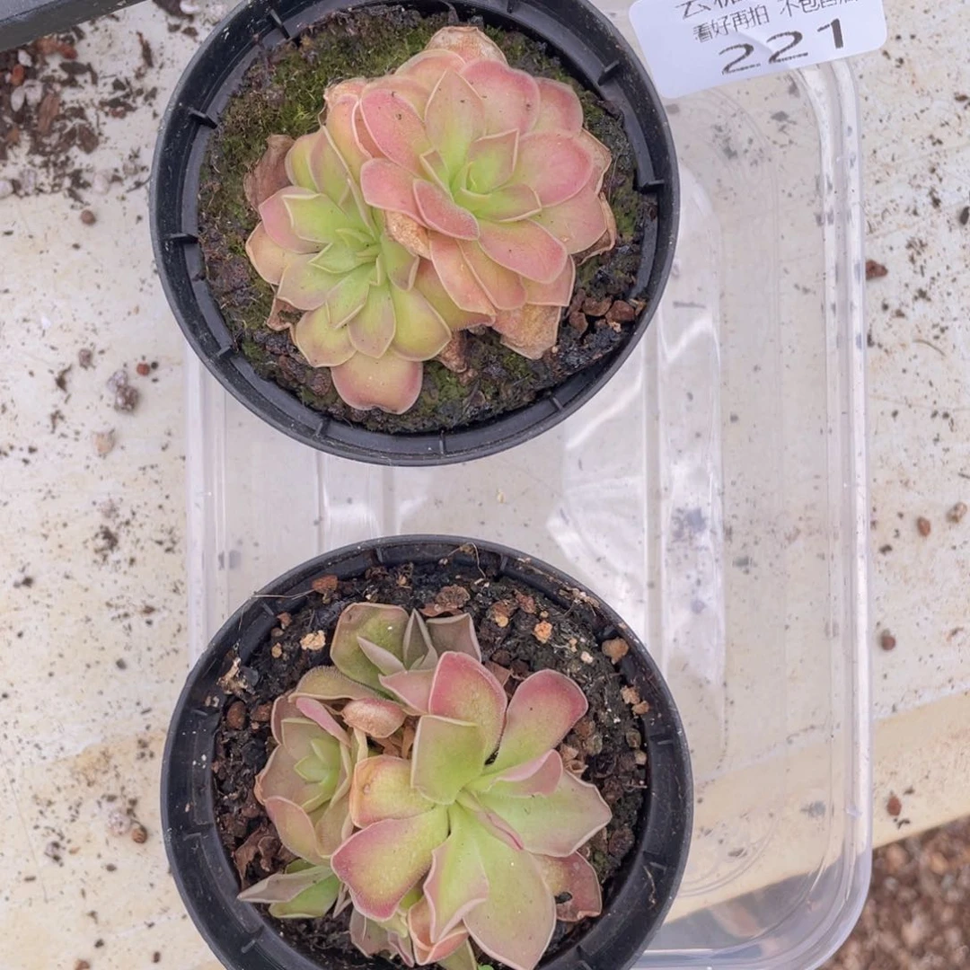 云糖心多肉植物221