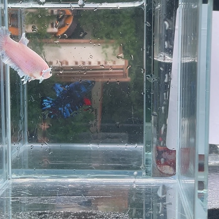 斗鱼听风观赏斗鱼