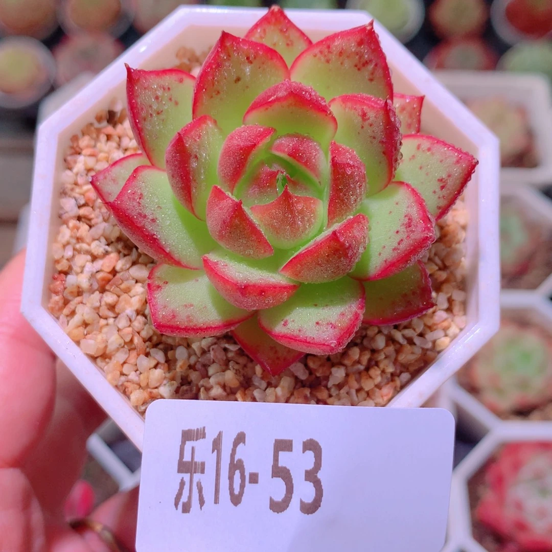 乐然16-53 新品单头