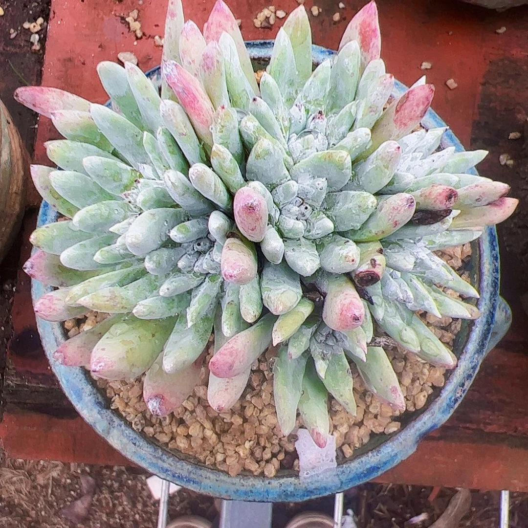 1828海瑟白菊坠化