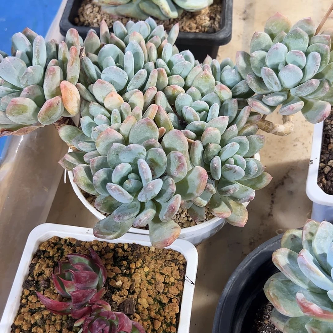 灰姑凉老桩多肉植物