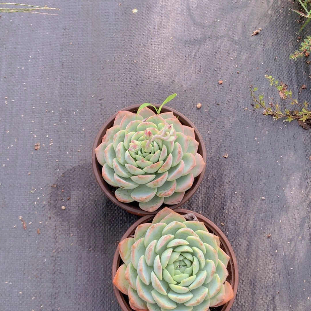 恩宠2个快递包邮