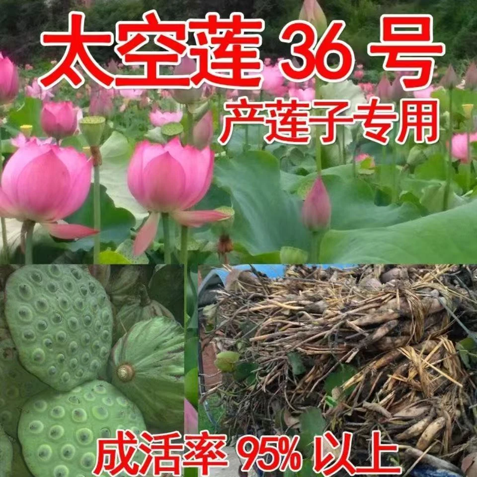 观赏荷花藕苗盆栽耐热耐寒户外鱼池水生花卉
