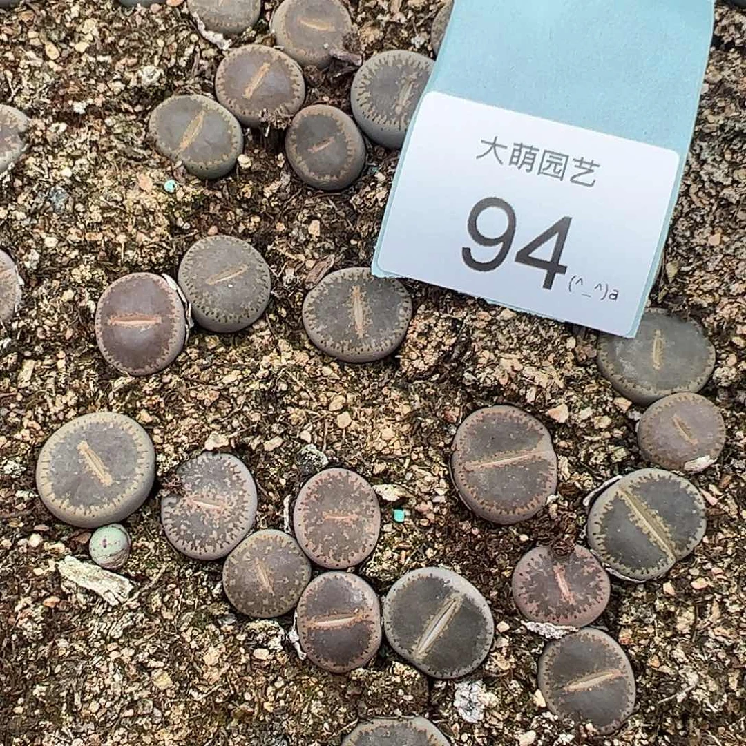 000094量拍和田玉3颗