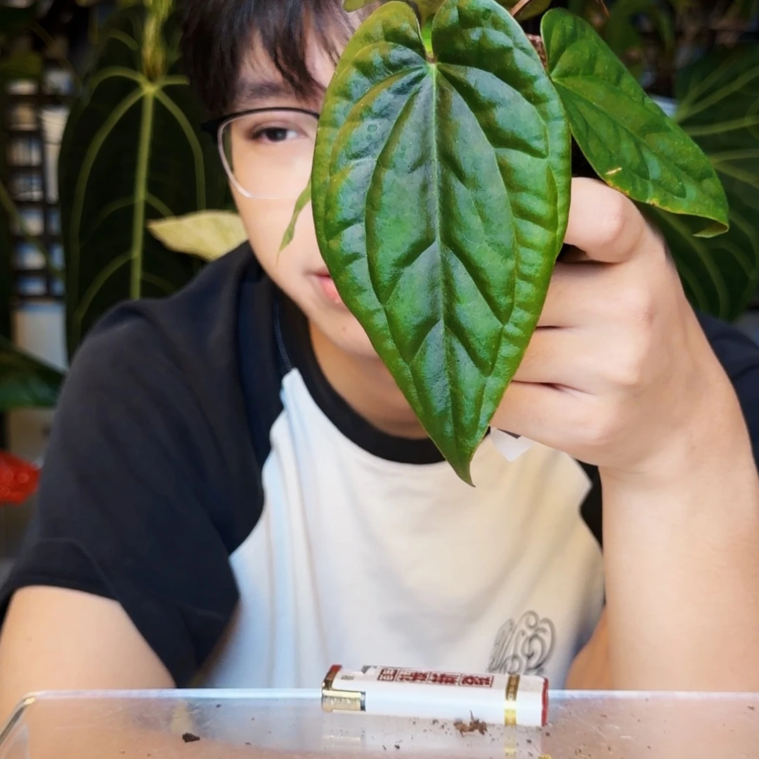 完全开放W110  bvep杂奢华