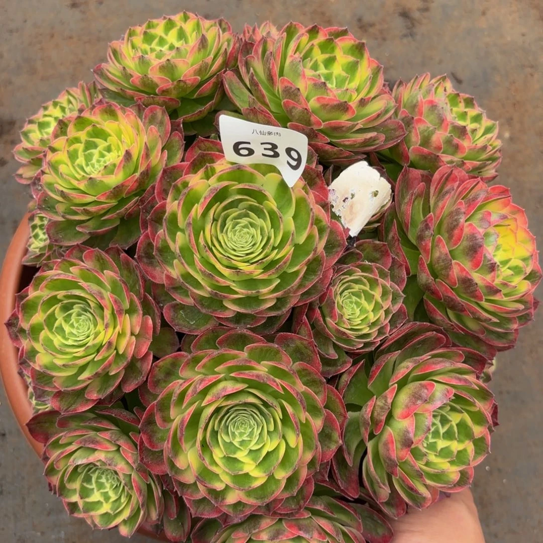 639多肉植物海王