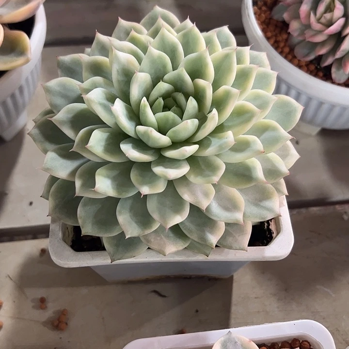 To锦多肉大单头多肉