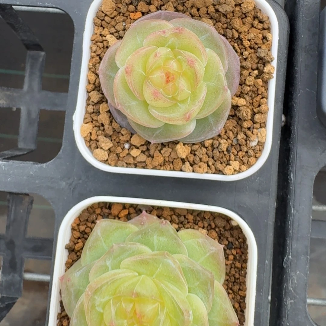 。***哟1124-026-岚舟单头