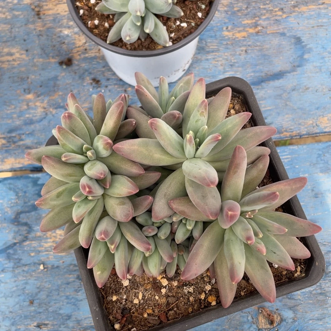 乌拉尼亚朵朵缀多肉植物