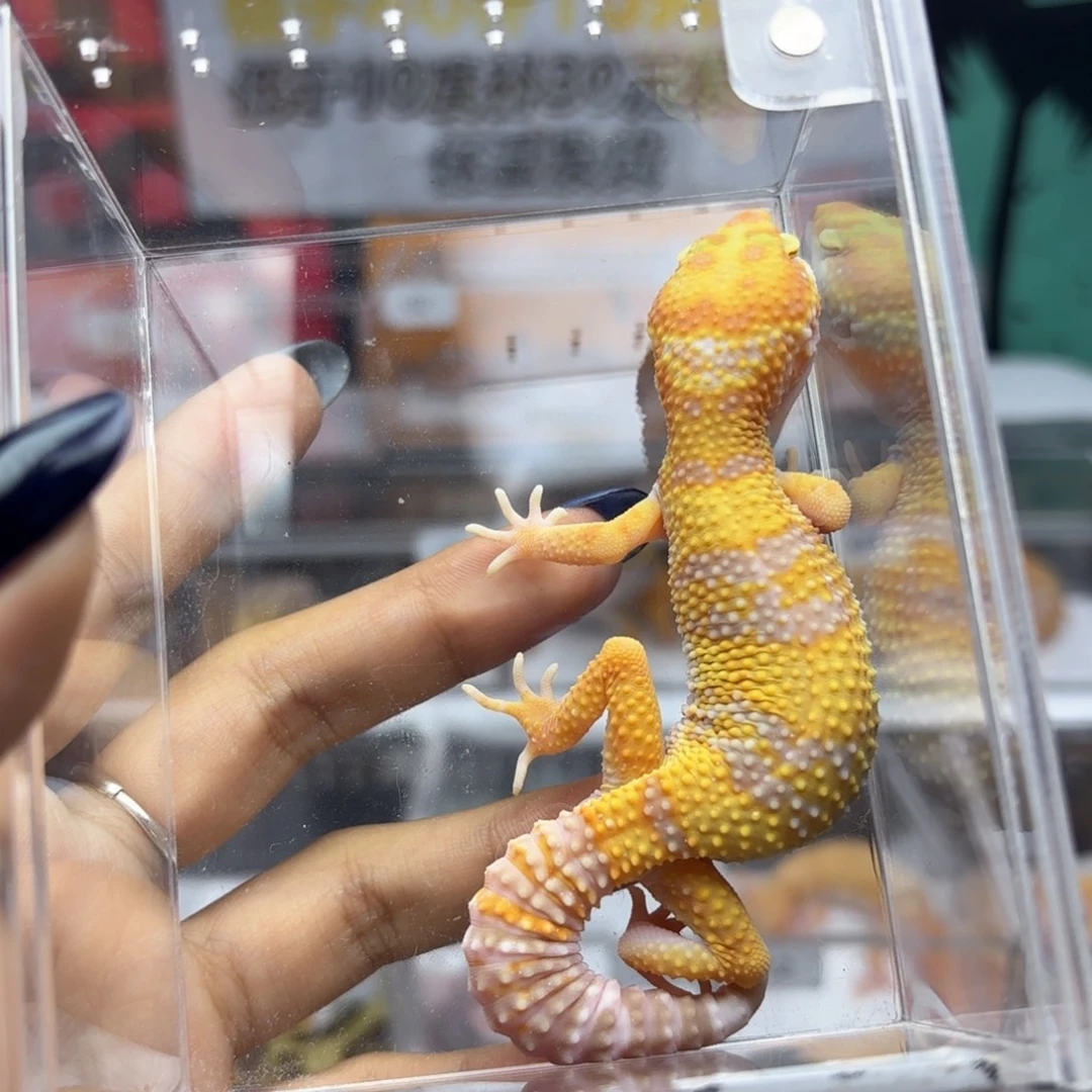 豹纹守宫暴龙弟弟Y71