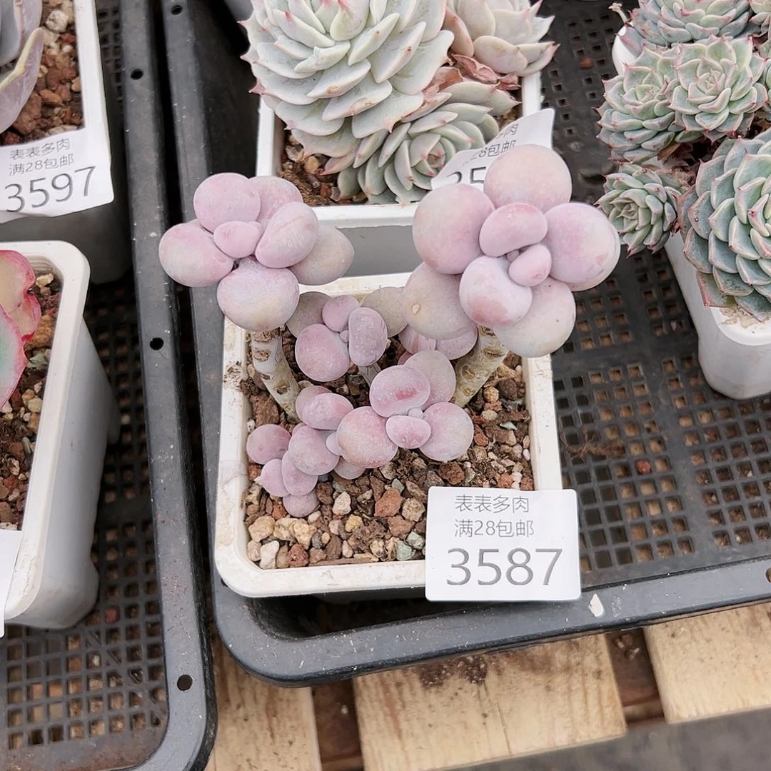 9号艾**5我们的确是一个3587