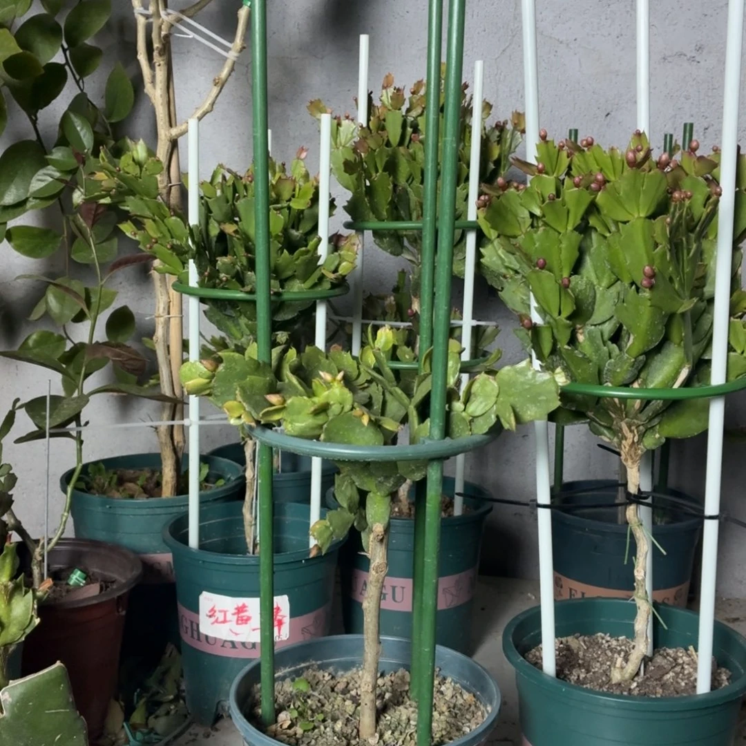 无花朵王海涛花友叶仙嫁接054粉重瓣h