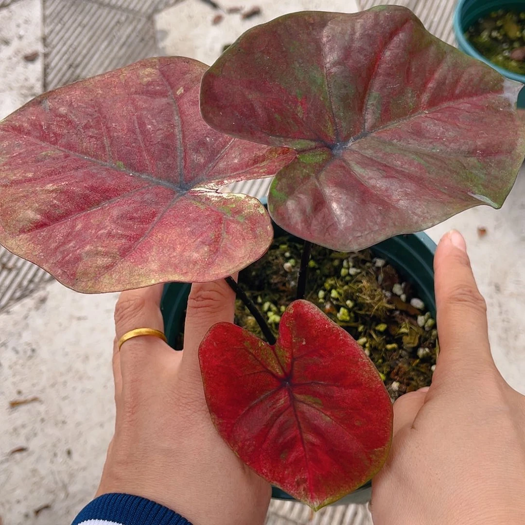 完全开放泰彩一物一拍769